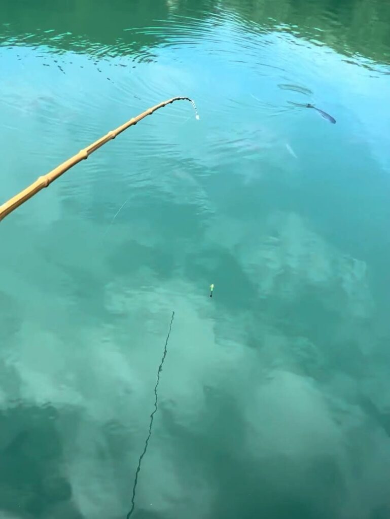 太海海水浴場　釣り