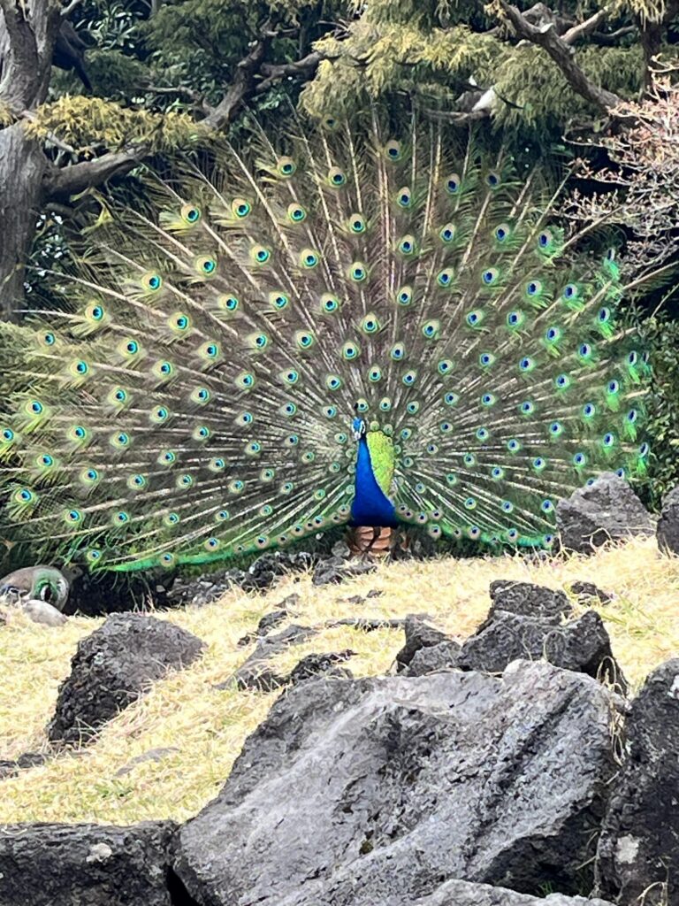 伊豆シャボテン公園　動物