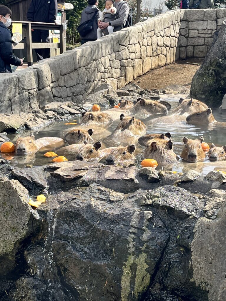 伊豆シャボテン公園　カピバラ