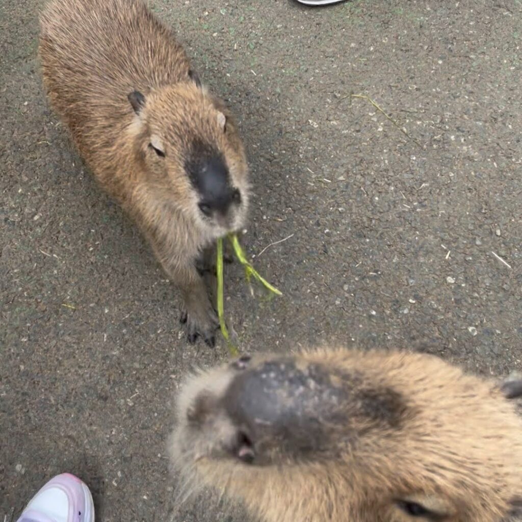 伊豆シャボテン公園　カピバラ